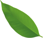 Green leaf